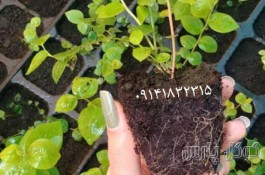 نهالستان زرین برگ میاندوآب | تولید کننده نهال در آذربایجان غربی