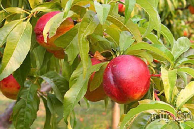نهالستان زرین برگ میاندوآب | تولید نهال انواع میوه