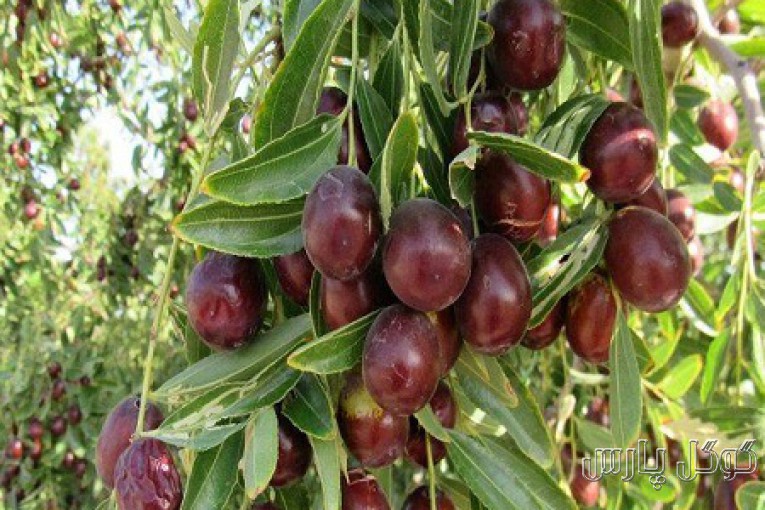 نهالستان زرین برگ میاندوآب | تولید نهال انواع میوه
