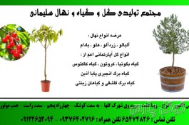 مجتمع تولیدی گل و گیاه و نهال سلیمانی 09122652094 
