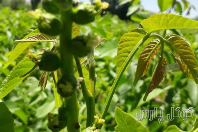 نهالستان زرین برگ میاندوآب | تولید کننده نهال در آذربایجان غربی
